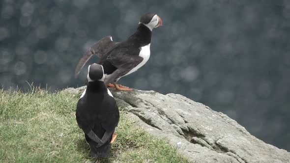 Puffin Taking Off From Top of the Rock in Slow-mo