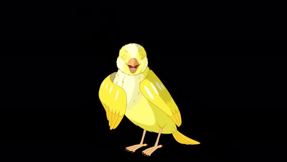 Singing yellow canary alpha matte 4K