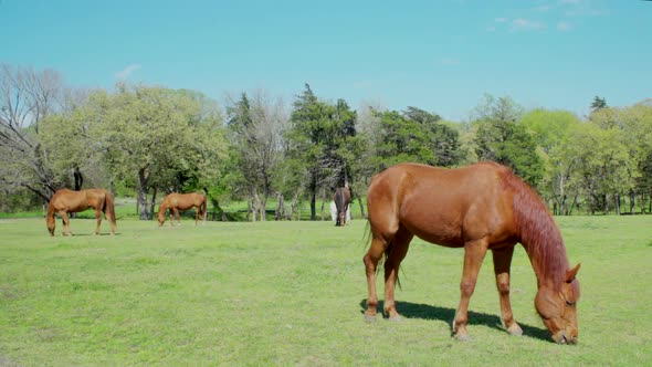 This is a shot of four horses and a white donkey eating grass at a Ranch. alt