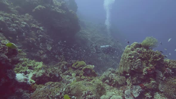 Scuba Diver Diving in Blue Sea Among Fish and Coral Reef. Underwater Nature alt