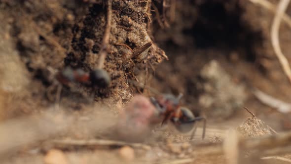 Macro ants insects running, moving on ground in summer forest alt