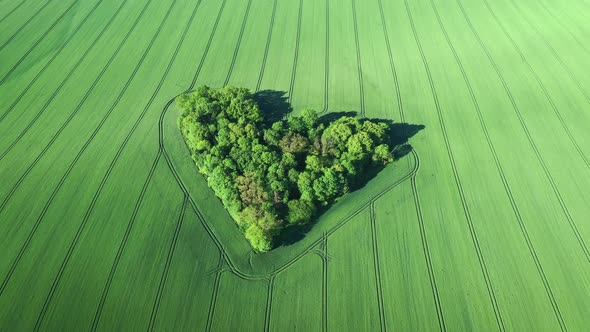 Heart-shaped small forest surrounded by wheat field