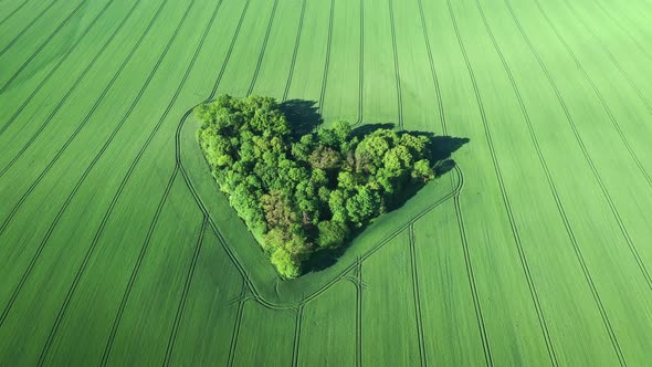 Heart-shaped small forest surrounded by wheat field