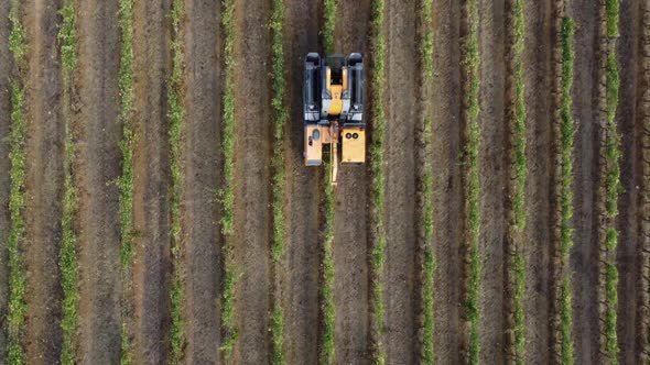 Grape Harvester At Work, #2