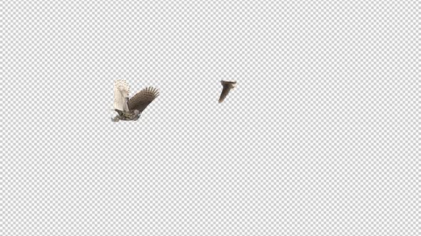 Horned Owls - Pair Flying Around - Transparent Loop