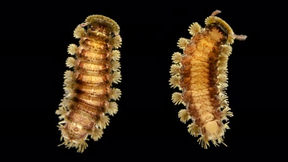 Adult Millipede Polyxenus Lagurus Under a Microscope, Belongs To the Class Diplopoda alt
