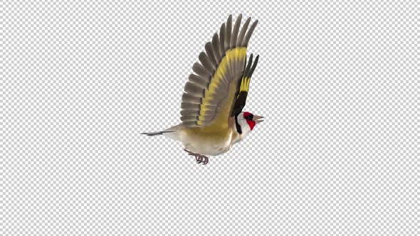 Eurasian Goldfinch - Easter Bird - Flying Loop - Side View - Alpha Channel
