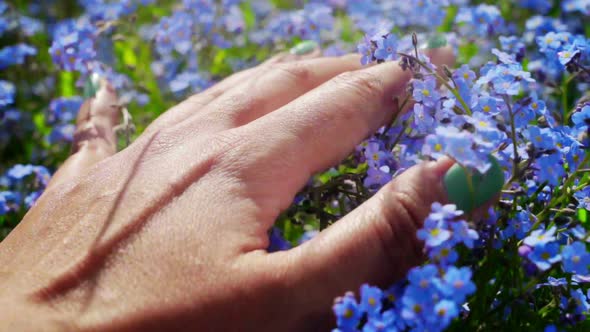 Female hand touching blue forget me not flowers, tactile sensations, inspiration