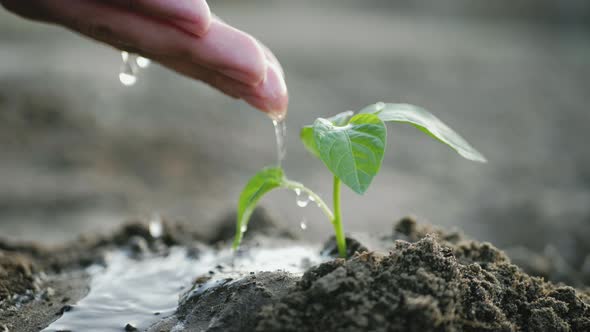 Hand of Farmer Watering to Small Green Plant in Garden alt