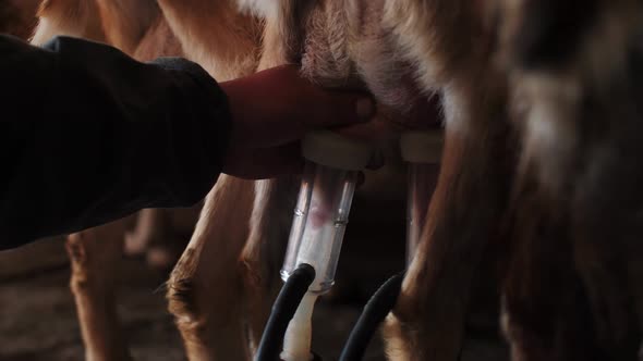 Worker Milks Goat with Contemporary Equipment at Farm alt