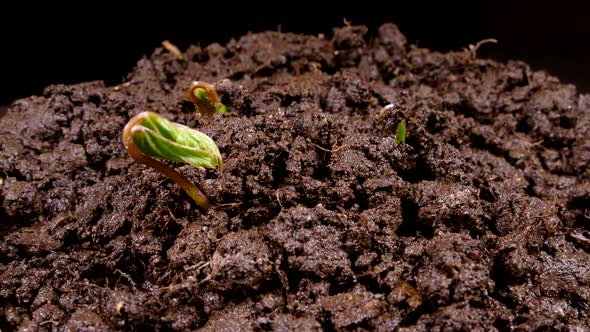 Green Sprouts Sprout From the Ground. The Beginning of a New Life in Nature in Spring