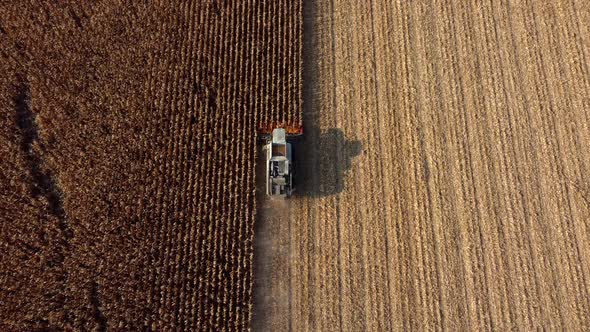Aerial Drone View Flight Over Combine Harvester That Reaps Dry Corn in Field alt