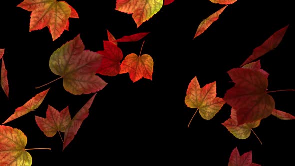Fall Leaves - Reddish Maple - Transition 04
