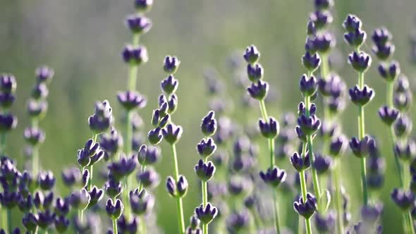 Lavender Flower Spring Background with Beautiful Purple Colors and Bokeh Lights alt