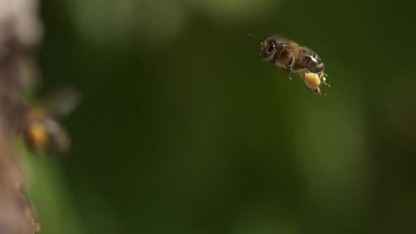 700234 European Honey Bee, apis mellifera, Adult flying with  note full pollen baskets, Slow motion alt