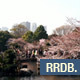 Shinjuku Gyoen Cherry Blossom - VideoHive Item for Sale