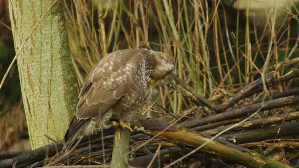 Puffy common Buzzard hawk turning head scratching and cleaning plumage - static alt