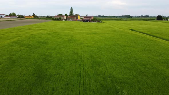 Agriculture field of wheat stretching for acres blowing in wind, Aerial Forward alt