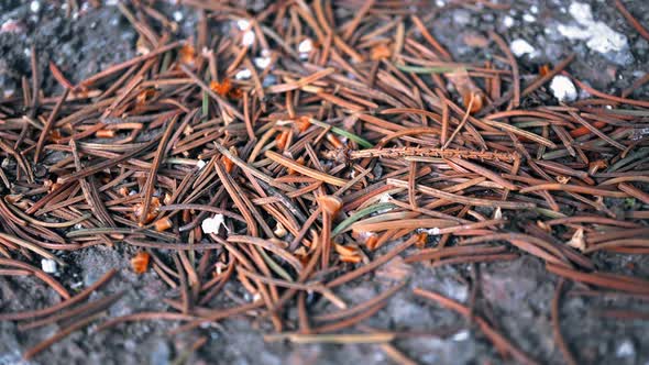 Ants And Little Fir Branches alt