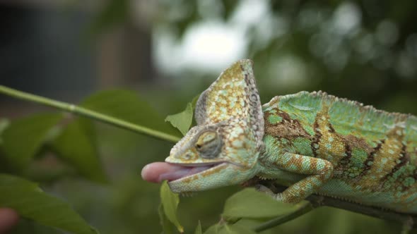 Chameleon eating in slow motion - tongue extending to grab insect in a tree alt