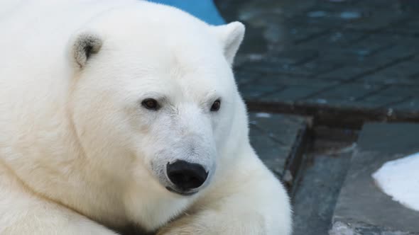 Bored Face of White Polar Bear