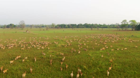Deer Grazing In Field