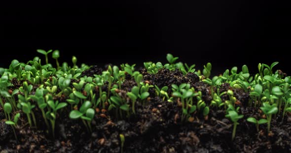 time lapse of growing seeds of clover from the soil on the black background alt