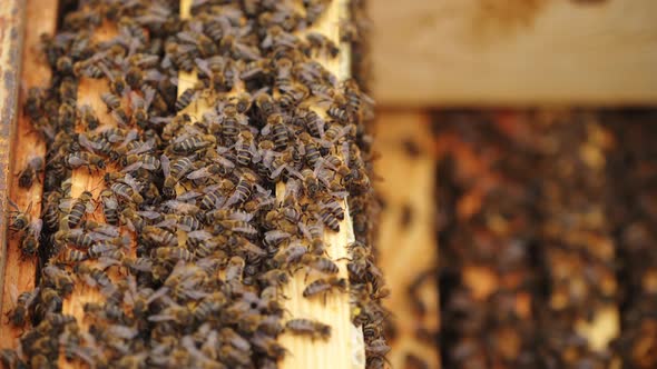 Hardworking bees on honeycomb in apiary alt
