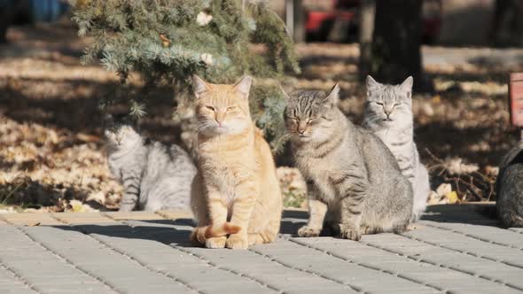 Lot of Stray Cats are Sitting Together in a Public Park in Nature Slow Motion alt