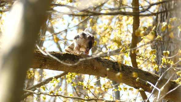 Cooper's Hawk eating its prey in Ontario, Canada, static medium shot alt