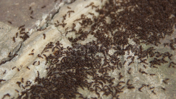 Anthill with Ants