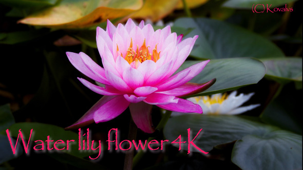 Water Lily Flower  alt