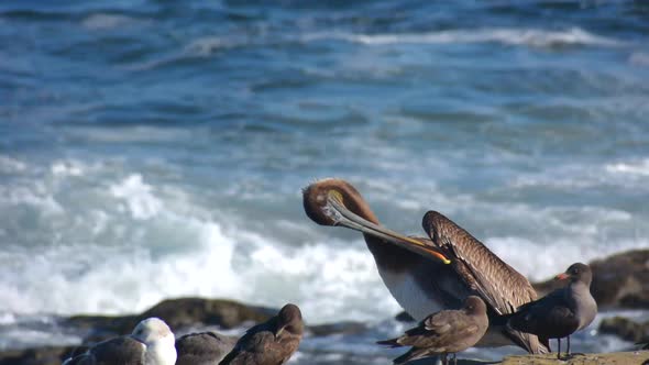 California Brown Pelican and Sea Gulls In La Jolla California Ocean Waves Crashing alt