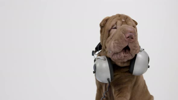 Shar Pei Dog with White Background alt