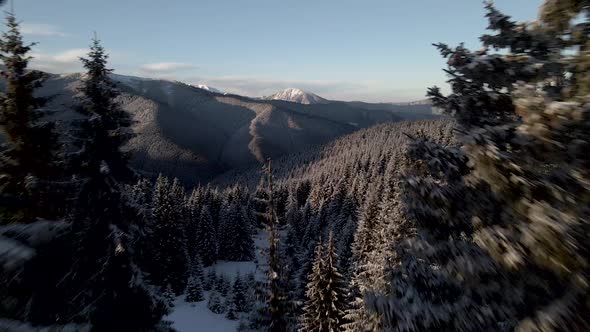 Extreme Drone Shot Flying Between Pines Unveiling Mountain Top
