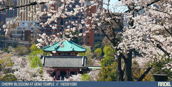 Cherry Blossom at Ueno Temple