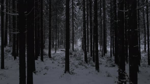 Cinematic Drone Shot Flies Forward Inside the Forest Evening Dark Mood