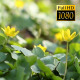 The Flower Field - VideoHive Item for Sale