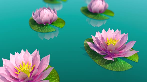 Time Lapse Footage of Pink Lotus Water Lily Flower Blooming Opens alt