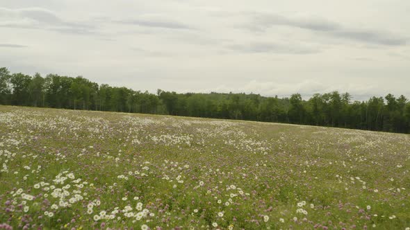 Gliding over wildflower field on cloudy day alt