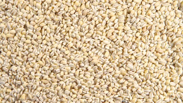 Rotation Of A Pearl Barley (Background)