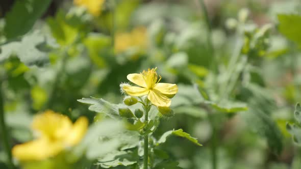 Herbaceous perennial   plant of greater celandine close-up 1080p FullHD footage -  Shallow DOF yello alt