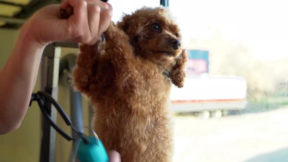 A mini golden doodle stands while a groomer cuts its hair with clippers inside a groomer truck alt