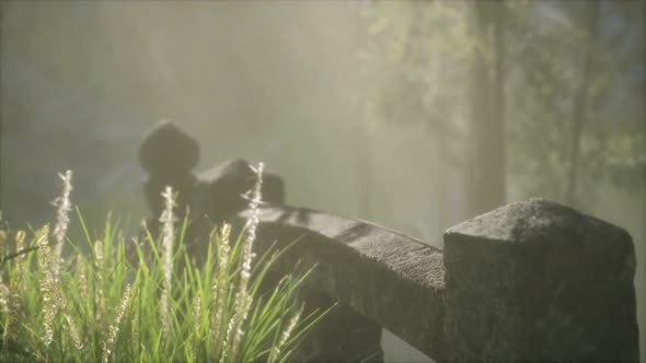 Japan Bamboo Forest and Green Meadow Grass with Natural Light alt