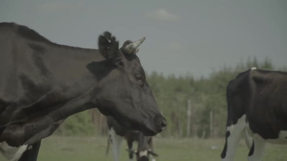 Cow. Cows in a Pasture on a Farm. Slow Motion alt