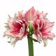 Rotating amaryllis Joker flower, seamless loop - VideoHive Item for Sale
