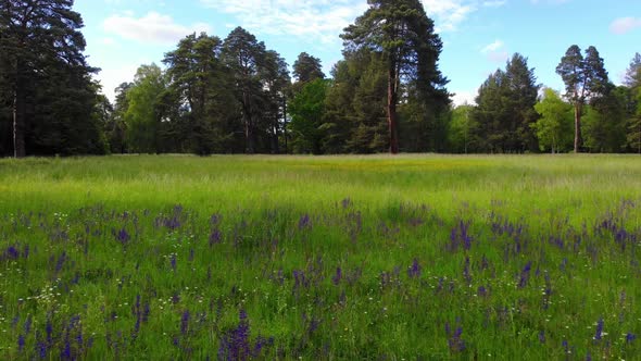 Low flying quadrocopter over a field with green grass, purple blooming flowers. alt