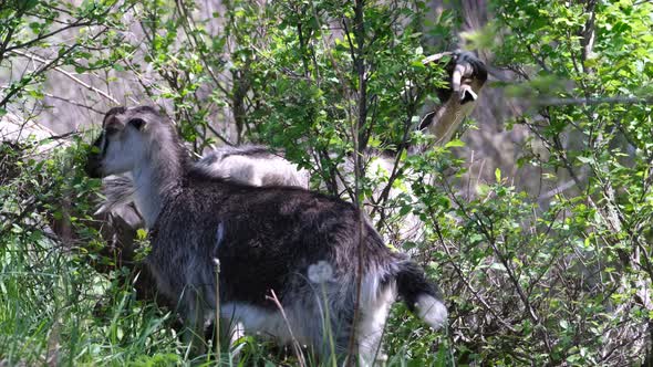 Goats on a pasture at green meadow