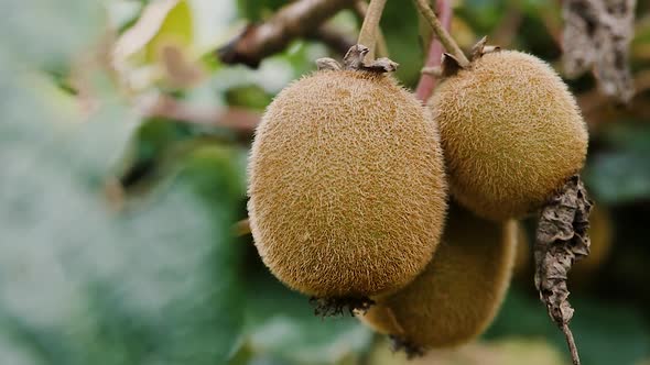 Kiwi Fruits Hanging On A Branch