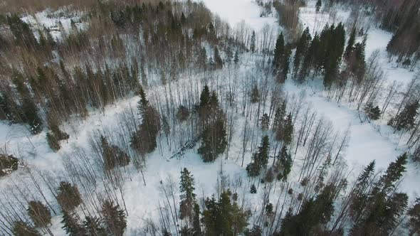 Flight Over The Tops Of Spruce, Pine And Fir Trees At Bright Clear Day alt